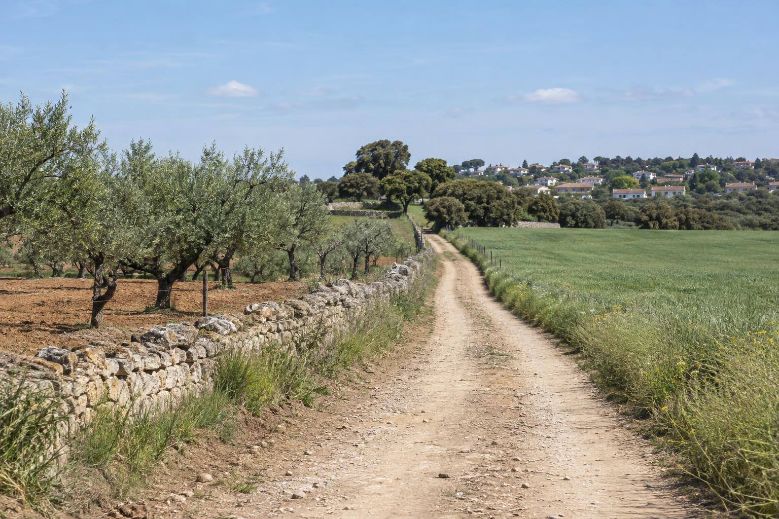 Imagen ilustrativa: Camino rural entre fincas agrícolas, sin personas ni vehículos identificables