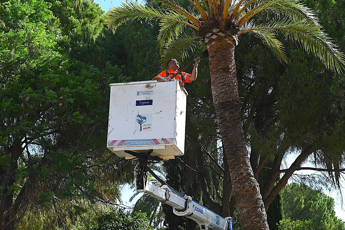 Las podas llegarán a Guadalcacín y Santo Tomás de Aquino la próxima semana