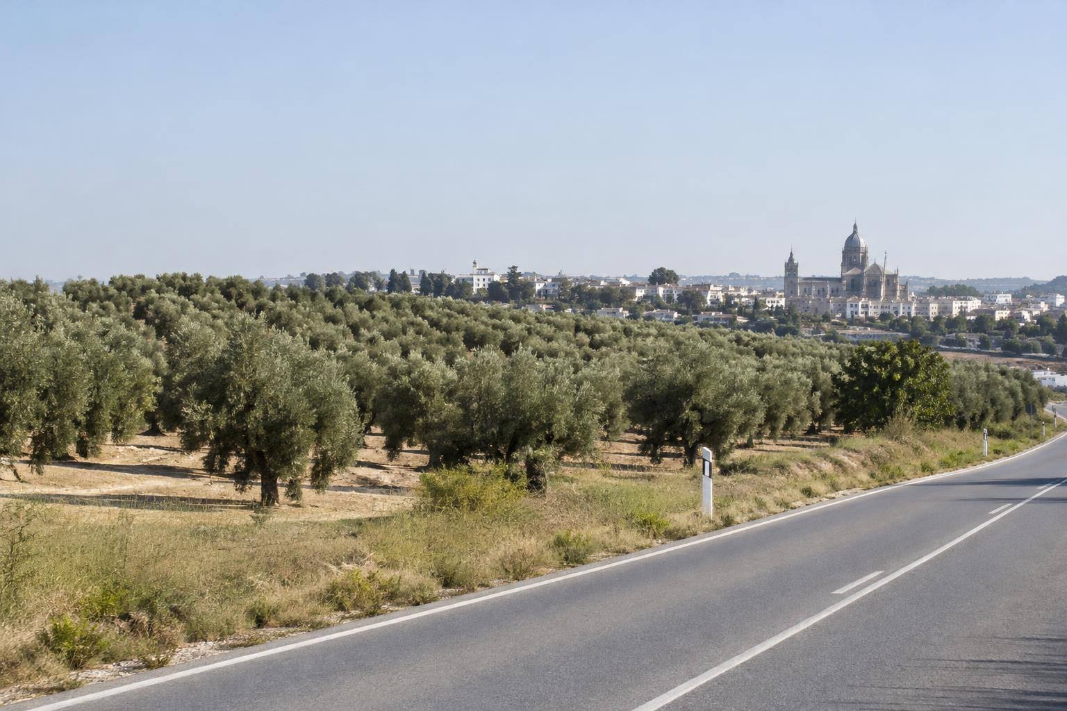 Imagen ilustrativa: Vista genérica de campos de olivar junto a una carretera, sin personas reconocibles.